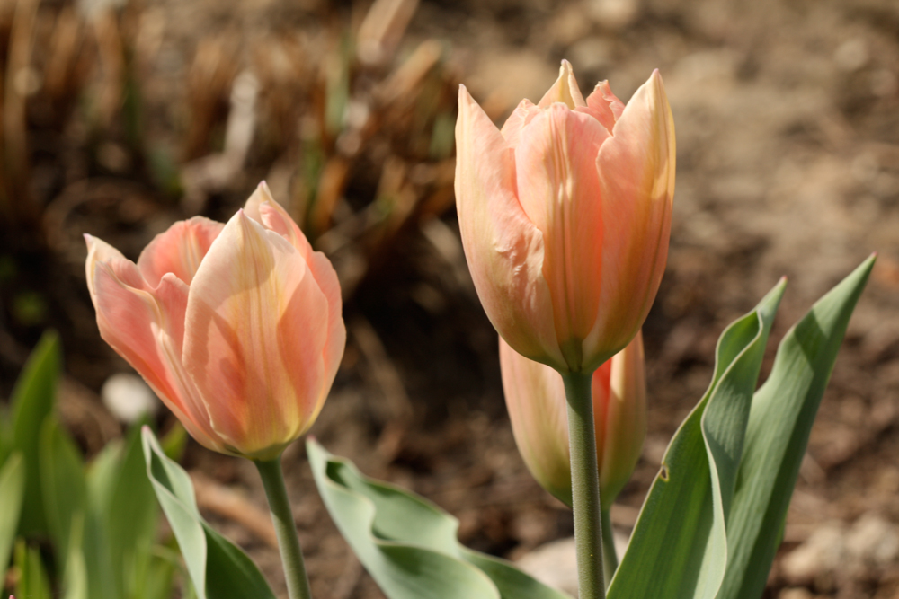 Tulipa ‘Apricot Beauty’